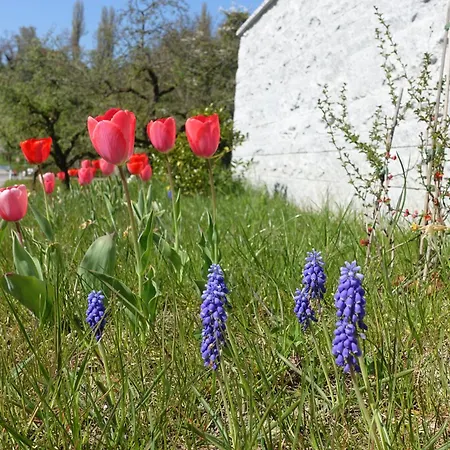 Appartement Suessenmuehle Mit Viel Privatsphaere, Direkt Am Naturbadestrand Sipplingen